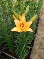 [5082 RoyalTrinity SES No01.JPG]